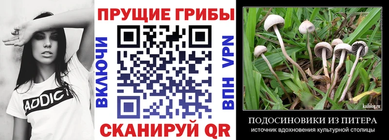 Псилоцибиновые грибы MAGIC MUSHROOMS  Луга 