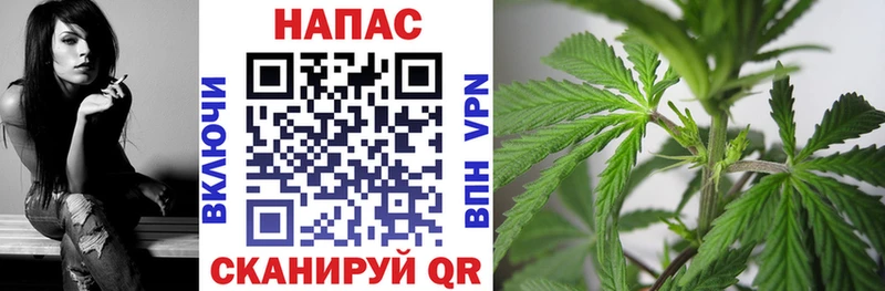 Шишки марихуана сатива  Луга 